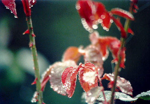 Frosted a