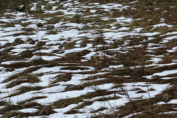 Meadow Patterns