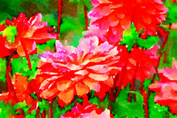Dahlia 3 (2)
