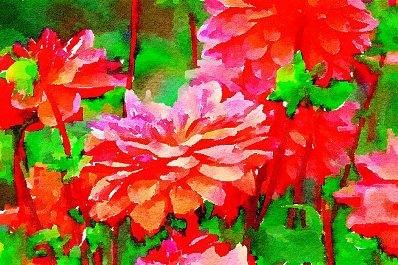 Dahlia 3 (2)