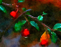 Berry Drops