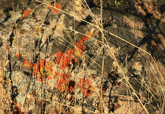 Fall Lichen