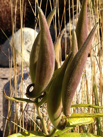 Pods