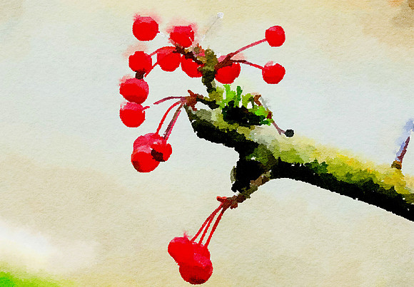 Fog Berries