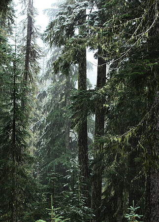 Through the Woods