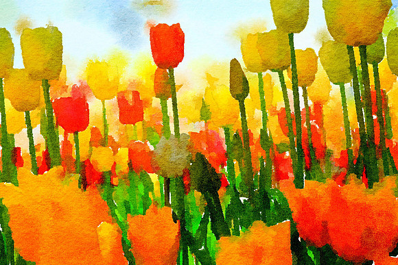 Tulips