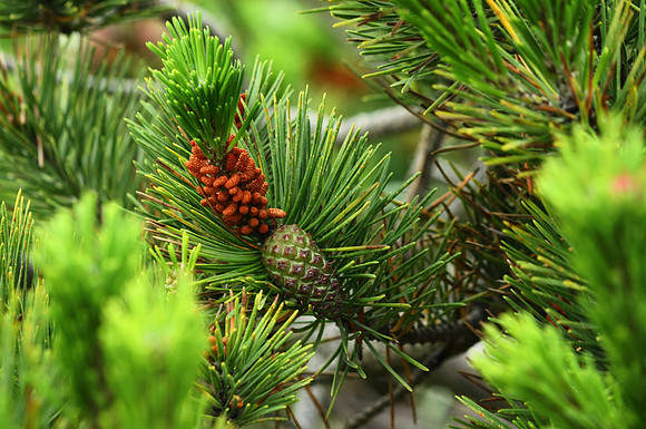 Renewable Nature