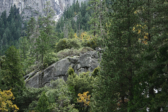 Yosemite Beauty