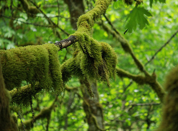 Moss Blanket