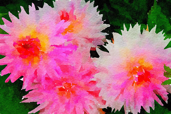 Dahlia 1