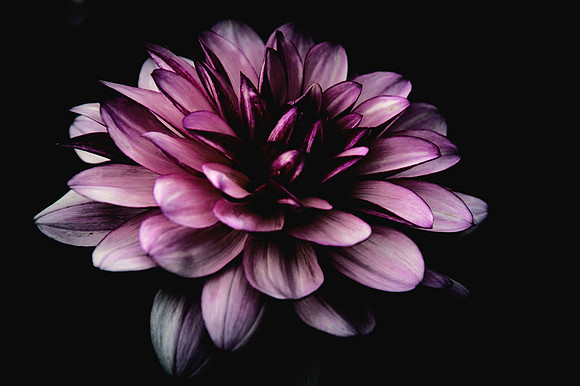 Dahlia on Black