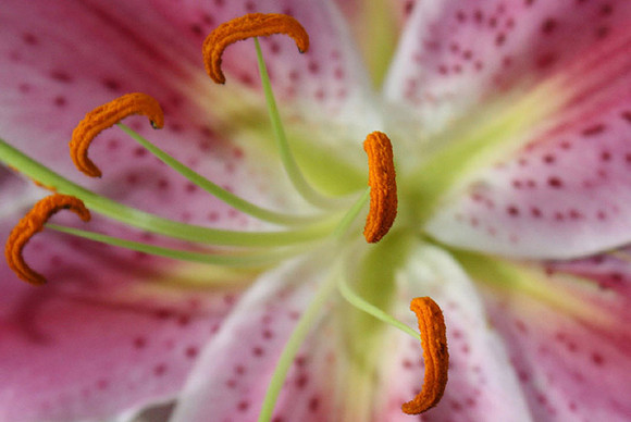 At the Center