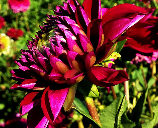 Another Color Day