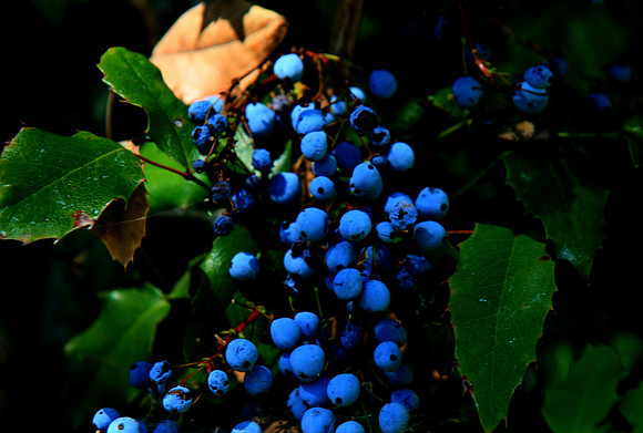 Blue
