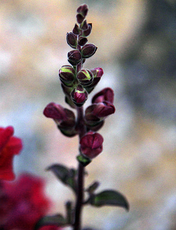Buds
