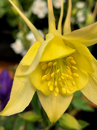 Columbine 2