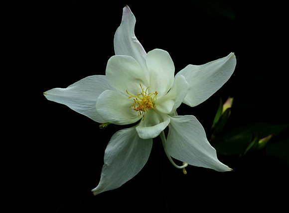 Columbine on Black