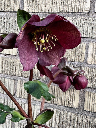 Flower on Brick