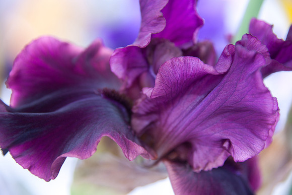 Go With the Flow in purple