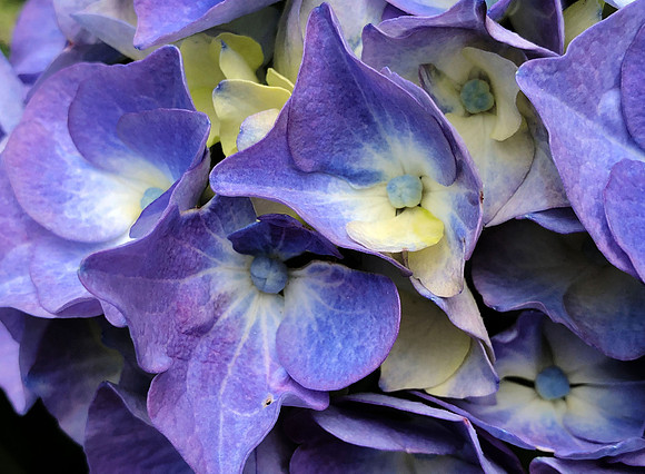 Happy Hydrangea