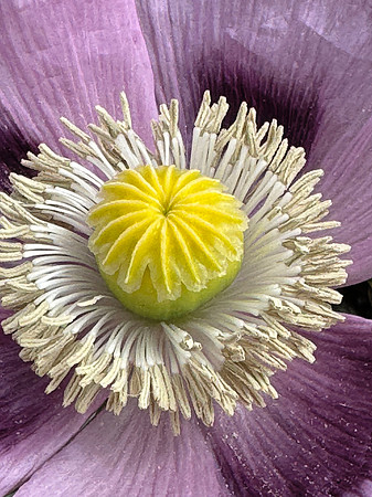 Lavender Poppy