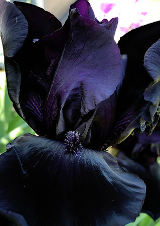 Satin Leaves
