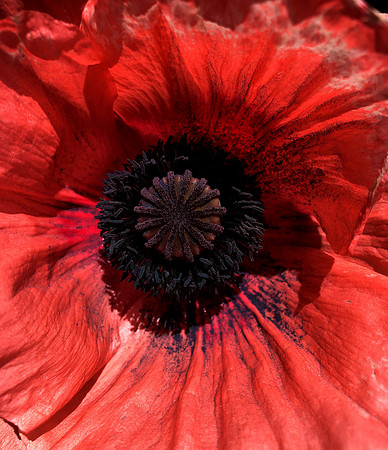 Poppy Dust