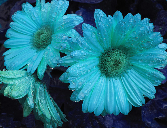 Midnight Daisy