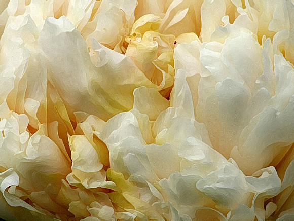 Peony Glow