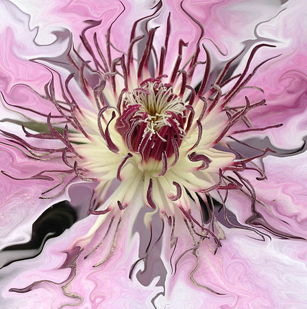 Raspberry Swirl