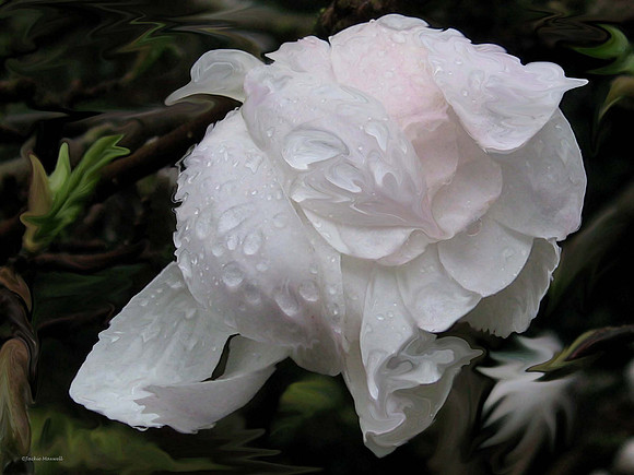 Rose Birds