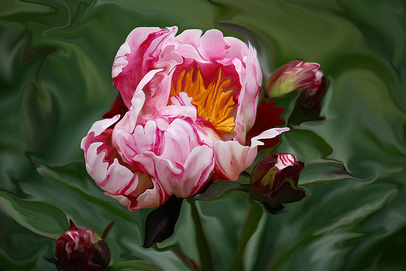 Peonyminta