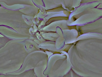 Dahlia Study