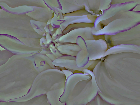 Dahlia Study