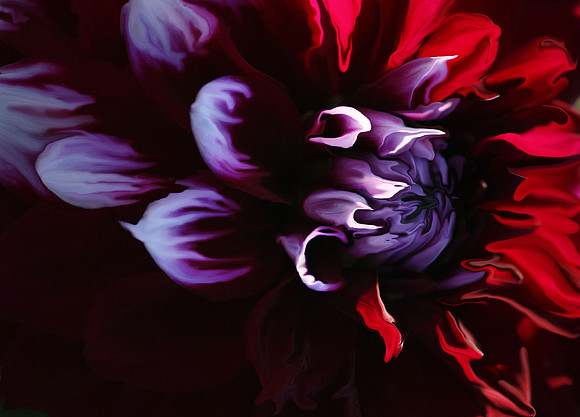Jelly Fish Dahlia