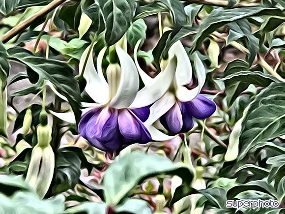 Purple Princesses