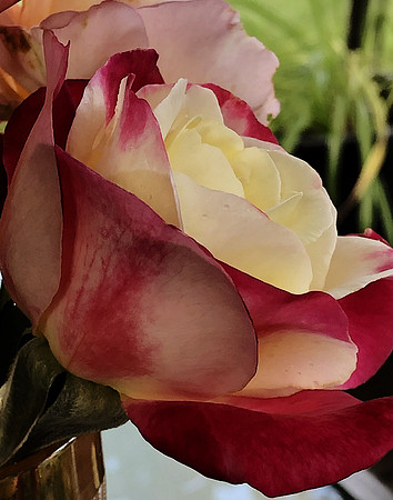 Ode to the Beauty