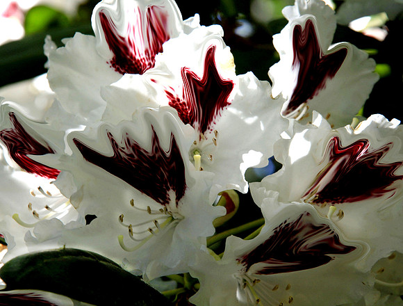 Raspberry Rhodie Jam