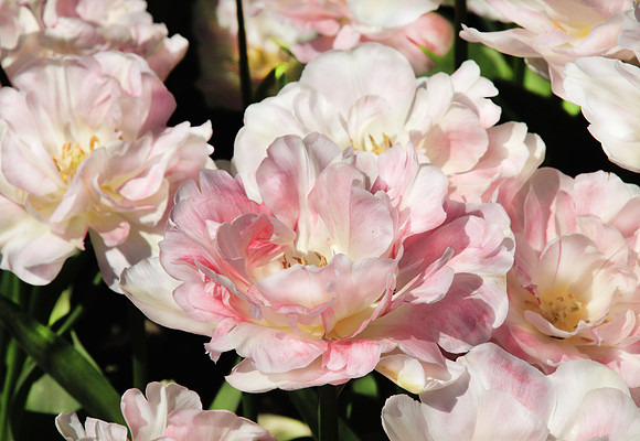 Roozengaarde Pinks with brush