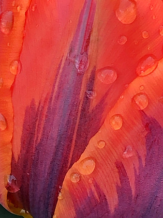 Orange for Chris II