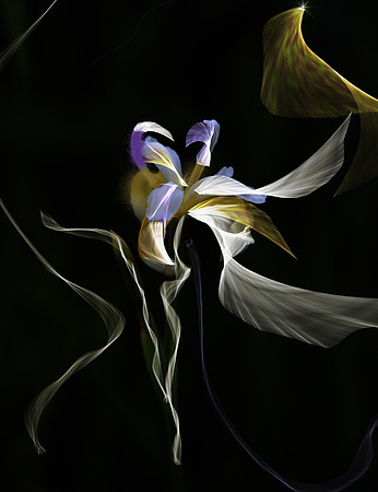Tiny Dancer II