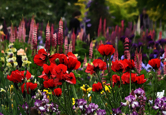 WC Poppies_wc