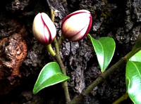 Buds to the Tree - Copy