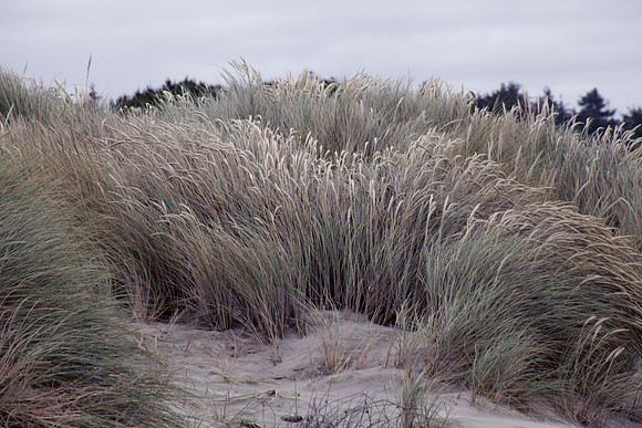 Windblown