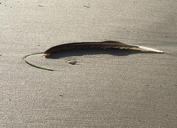 Feather in the Sand
