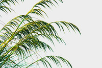 Beachy Grass