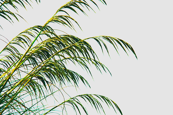 Beachy Grass
