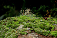 At the End of Moss