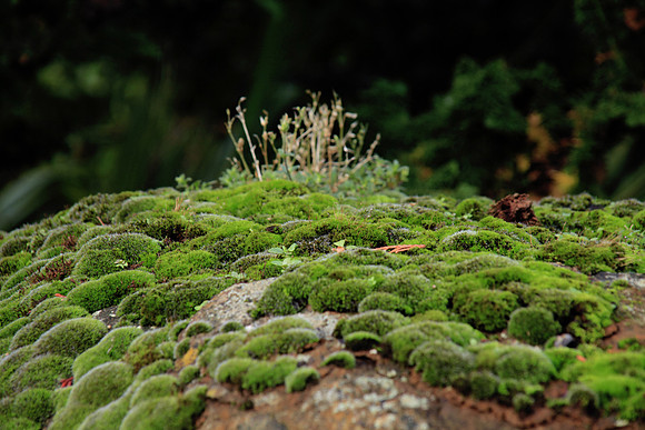 At the End of Moss