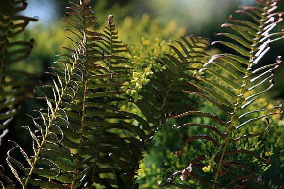 Fernfare